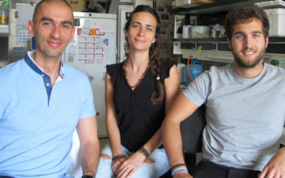 Científicos de Salamanca descubren en un escarabajo una nueva bacteria con potencial biosanitario